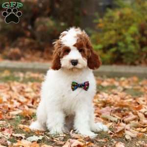 Austin, Cavapoo Puppy